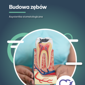 e-book budowa zębów