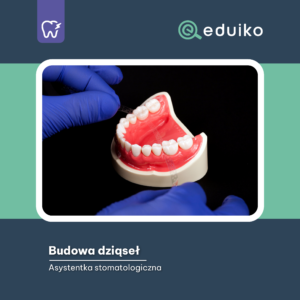 Budowa dziąseł (audiobook)